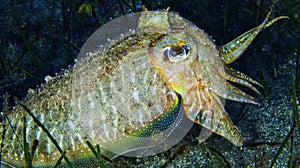 Cuttlefish, Cabo Cope-Puntas del Calnegre Natural Park, Spain photo