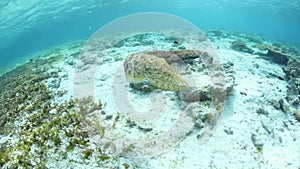 Cuttlefish Changing Color in Wakatobi National Park