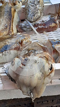 Cuttlefish close up on a fish market stand