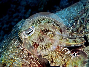 Cuttlefish Closeup