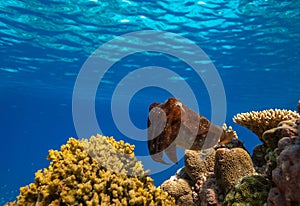 Cuttlefish on a coral reef in Philippines