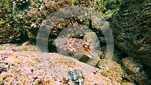 Cuttlefish cuttles sepia cephalopod swims and hunts in the rocks of coral reefs and warm tropical waters