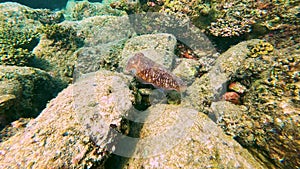 Cuttlefish cuttles sepia cephalopod swims and hunts in the rocks of coral reefs and warm tropical waters