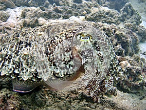 Cuttlefish in Disguise