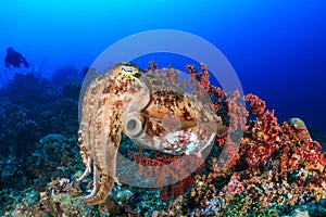 Cuttlefish and diver