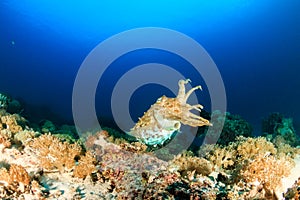 Cuttlefish at dusk. Komodo