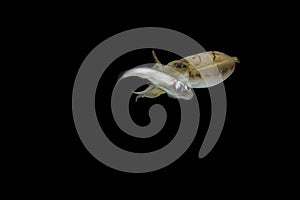 Cuttlefish eating fish