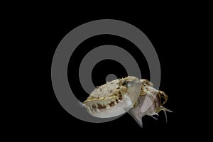 Cuttlefish eating fish