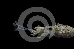 Cuttlefish eating fish