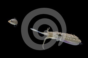 Cuttlefish eating fish