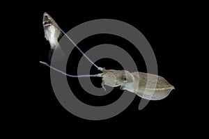 Cuttlefish eating fish with black isolated background