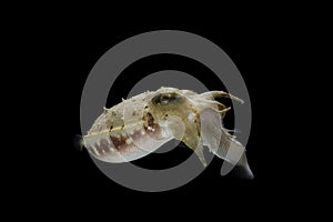 Cuttlefish eating fish