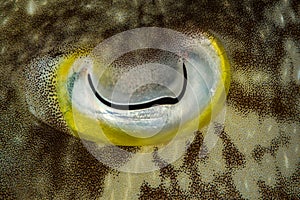 cuttlefish eye