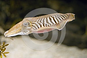 Cuttlefish Full Body