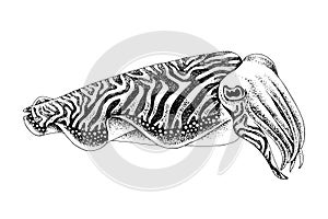 Cuttlefish hand drawn vector illustration