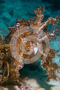 Cuttlefish Indonesia Sulawesi