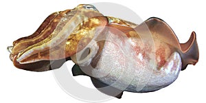 Cuttlefish