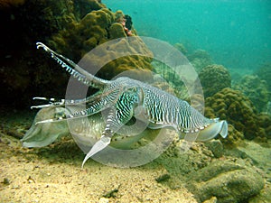 Cuttlefish mating