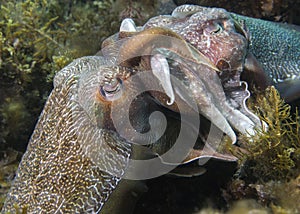 Giant cuttlefish mating