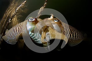 Cuttlefish mating Oosterschelde Netherlands