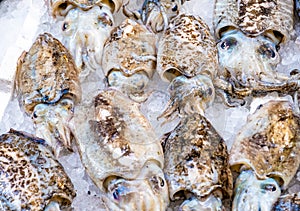 Cuttlefish in open seamarket