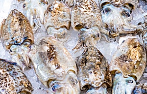 Cuttlefish in open seamarket