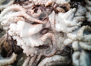 Cuttlefish in open seamarket