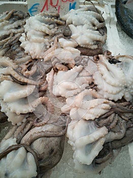 Cuttlefish in open seamarket