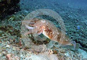 Cuttlefish, Perhentian Island, Terengganu photo