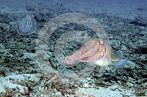 Cuttlefish, Perhentian Island, Terengganu photo