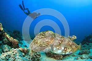 Cuttlefish and Scuba Diver