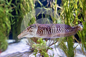 Cuttlefish - Sepia