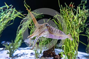Cuttlefish - Sepia