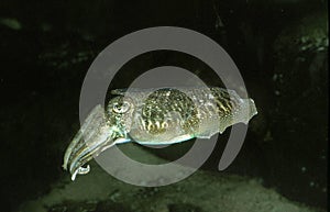 Cuttlefish, sepia sp