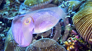 Cuttlefish, Sepia sp., North Sulawesi, Indonesia