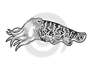Cuttlefish sketch engraving vector illustration