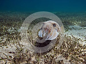 Sepia pharaonis. Mollusks, type of Mollusk. Head-footed mollusks. photo