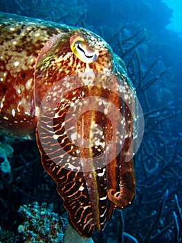 Cuttlefish staring at camera