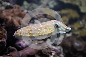 Cuttlefish Swimming