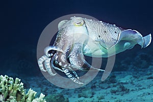 Cuttlefish swimming in ocean