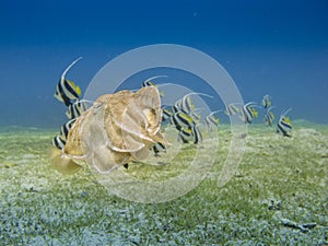Cuttlefish swimming over the sea grass with a school of bannerfish in the background in Dahab, Egypt.