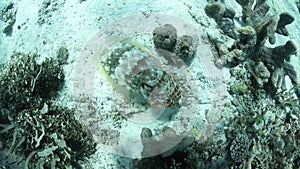 Cuttlefish Swimming Over Seafloor