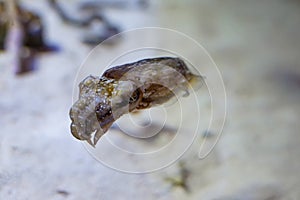 Cuttlefish swimming