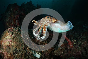 Cuttlefish underwater of Andaman sea, Thailand