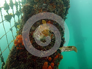 Cuttlefishes near an encrusted pylon