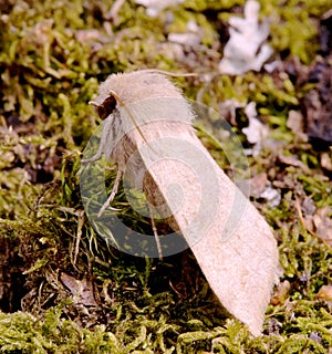 Cutworm butterfly