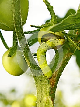 Cutworm eats green tomato photo