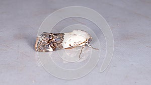 Cutworm Moth