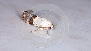 Cutworm Moth