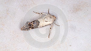 Cutworm Moth